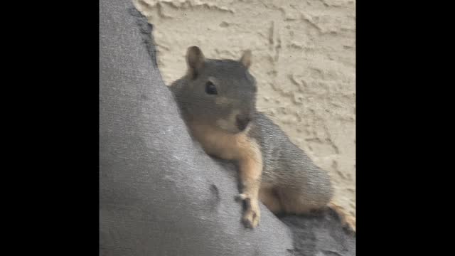 Squirrelly!