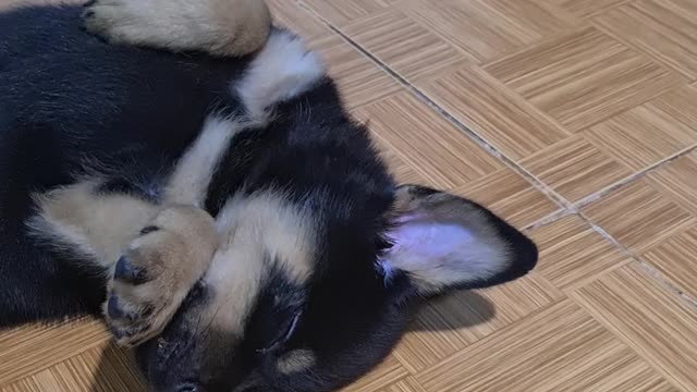 Dog has the funniest sleeping position on earth