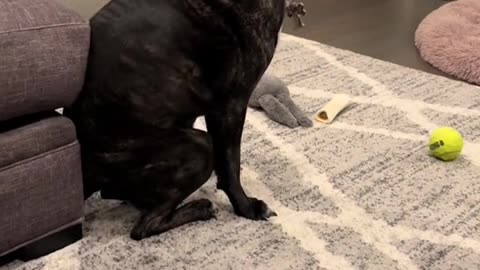 Dog Twerking: Hilarious Viral Moment