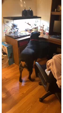 Rottie... Bearded Dragons!!