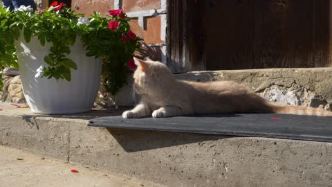 A yellow milk cat lying on the cement surface
