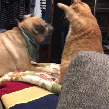 Cat And Dog Wrestle It Out On Owners Bed