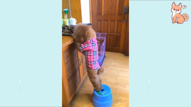 Cute Puppie Videos