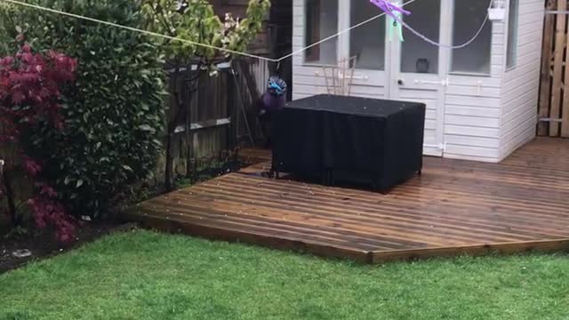 Harvey’s Mad Escape To Play With His Mate