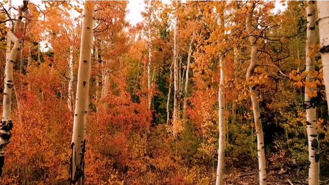 NATURALEZA OTOÑO