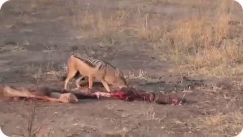 Wild Animals Hunting Prey Compilation 🤯