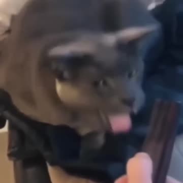 "Paws and Whiskers Unleashed: Hilarious Cat and Dog Reactions That'll Leave You in Stitches!"