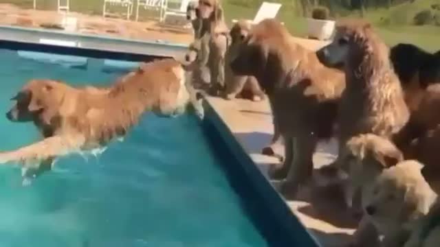Sweeming champions l cute animals l cute dogs