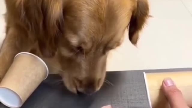 cute funny dog videos try not to laugh