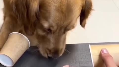 cute funny dog videos try not to laugh