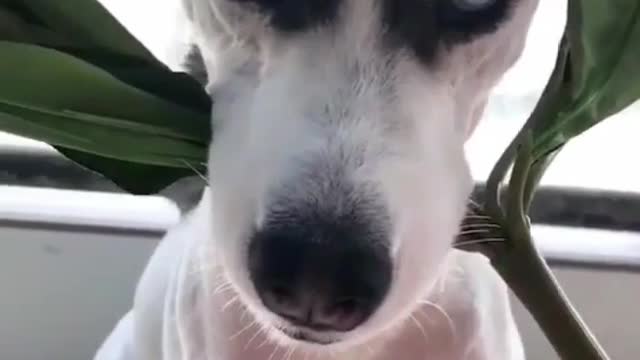 This dog is holding a flower in his mouth. Is this something he wants to give to his owner?