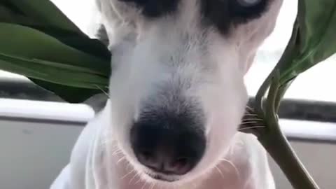 This dog is holding a flower in his mouth. Is this something he wants to give to his owner?