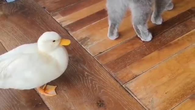 The duck is brave enough to fight with the cat