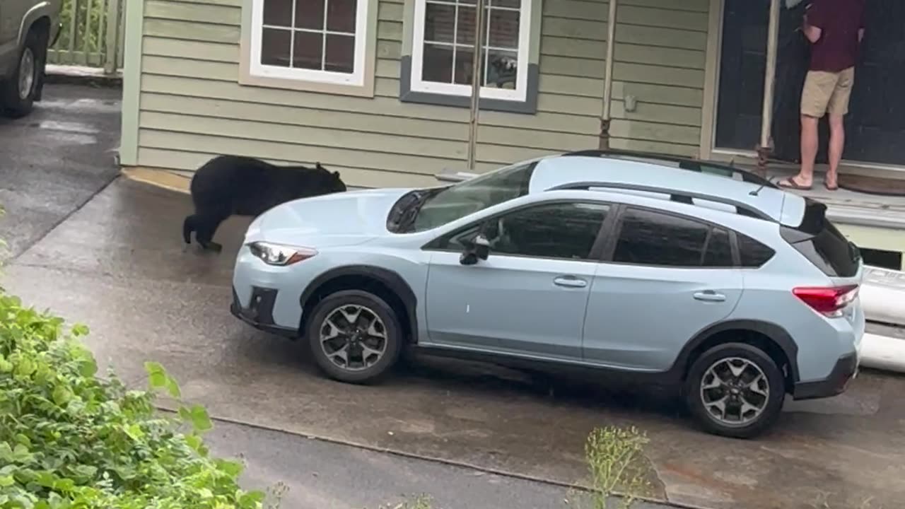 Aggressive Black Bear in Gatlinburg, Tennessee