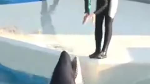 water gymnastics with dolphin