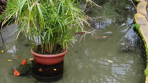see the Golden Fish together
