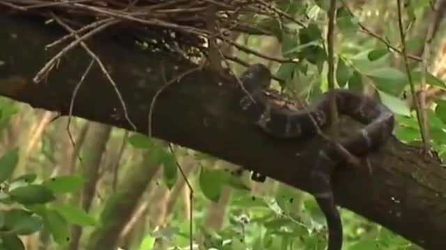 The baby bird was eaten by a snake. The mother bird bravely protected