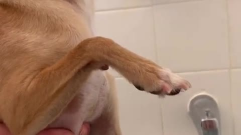 Taco hates getting his nails clipped