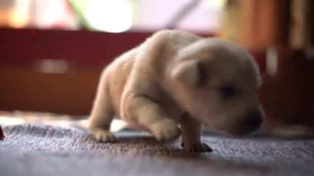 Cute baby funny dog with sound