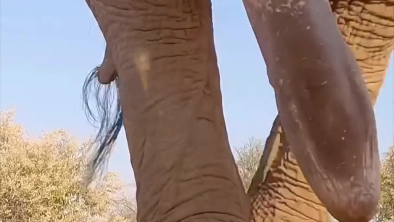 Size Does Matter to an Elephant