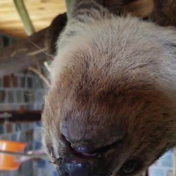 Happy Birthday to this Gorgeous Sloth