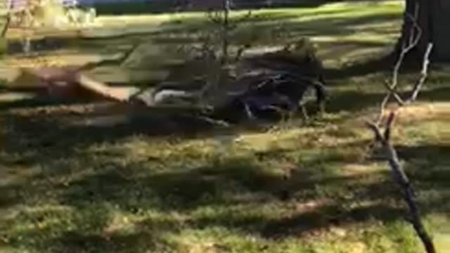 Man falls pulling tree branch