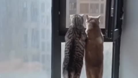 ✨2 CUTE CATS LOOKING OUT A WINDOW ✨