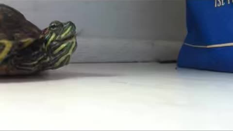 Turtle sneezes😳