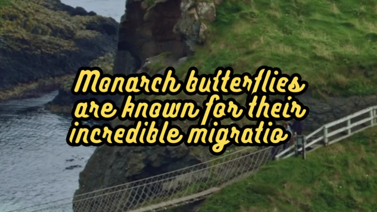 Animal Facts Monarch Butterflies #shorts