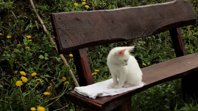 White kitty