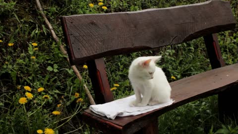 White kitty