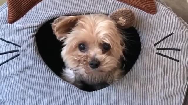 Brown dog with hat on sitting inside grey dog bed