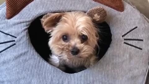 Brown dog with hat on sitting inside grey dog bed