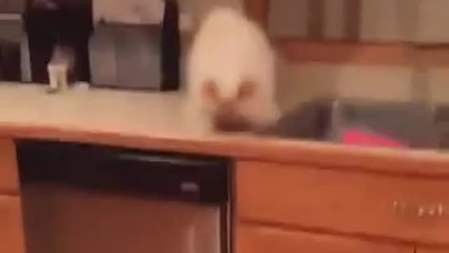 naughty cat showed that alcohol is bad