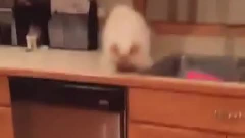 naughty cat showed that alcohol is bad