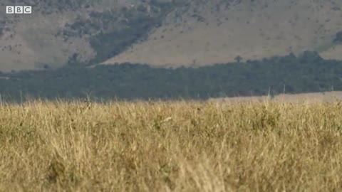 When Lions Work Together, They're Unstoppable Predators | Wild Files with Maddie Moate | BBC Earth