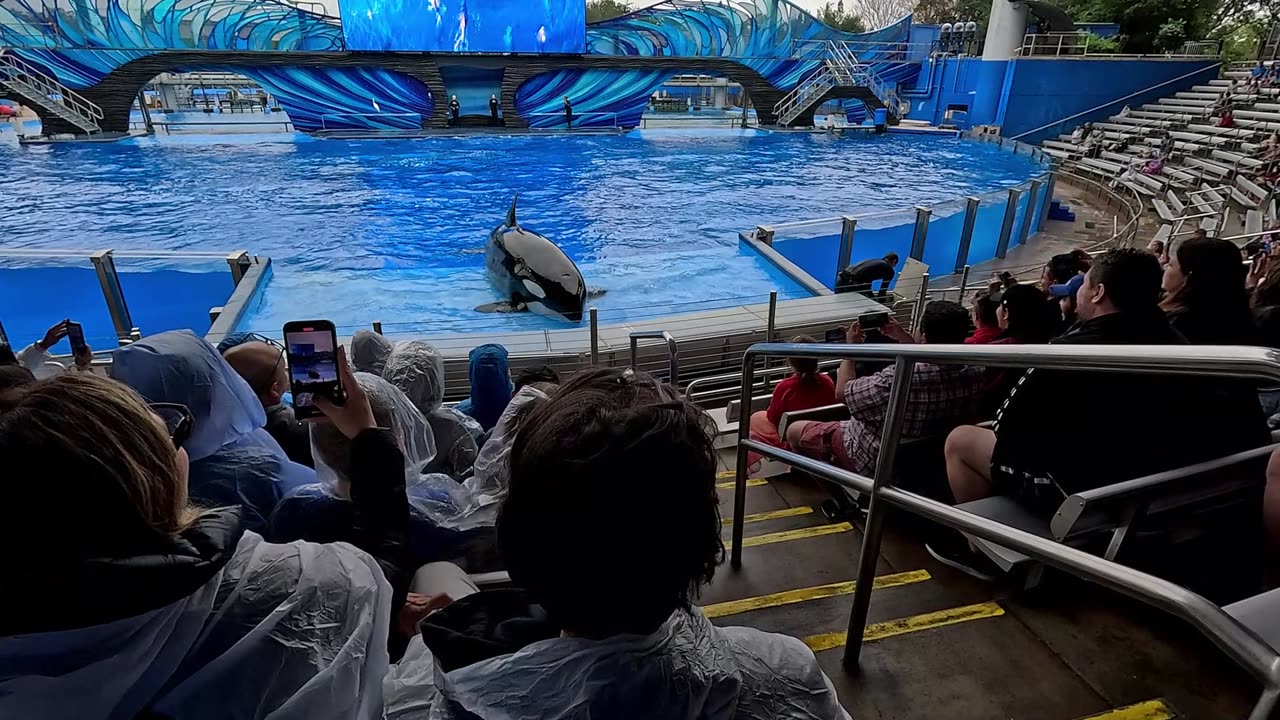 Shamu Show, SeaWorld Orland, GoPro Hero 12