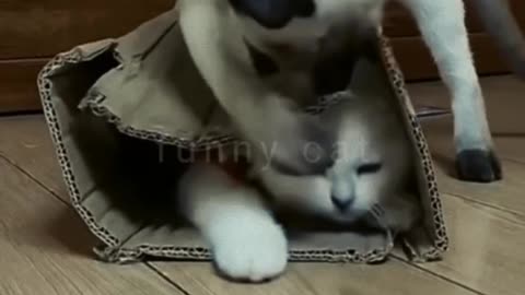 Funny cat