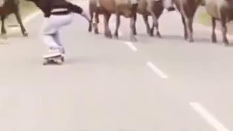 Animals funny video 🤣🤣🤣🤣🤣🤣