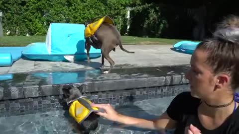 Teaching Dogs How To Swim - in pool