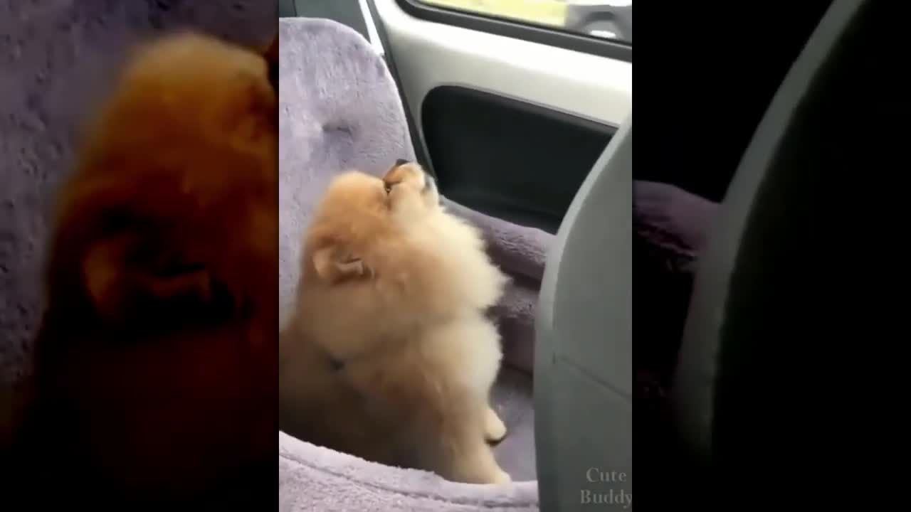 Let me sing "Awawooo" Cute dog