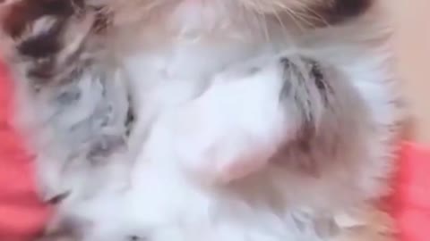 Watch this cute cat😍😇