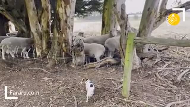 Fun Dog