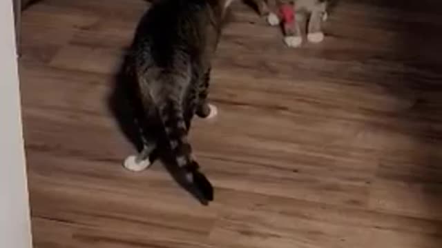 Litter sisters Seeing each other for the first time 🙊 in 3 days never been apart