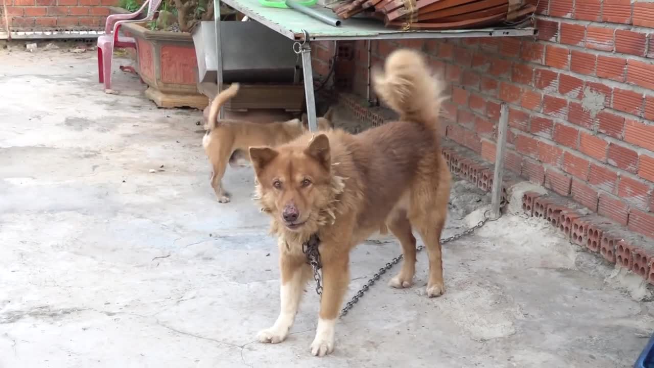 How Dogs React When Seeing Stranger