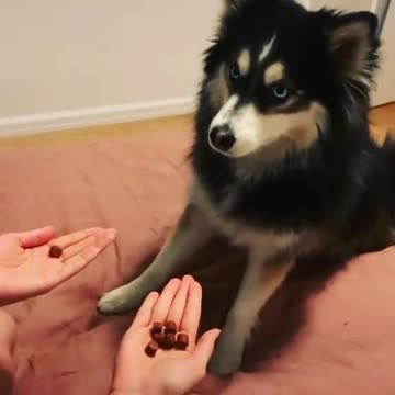 How to intelligence dog!