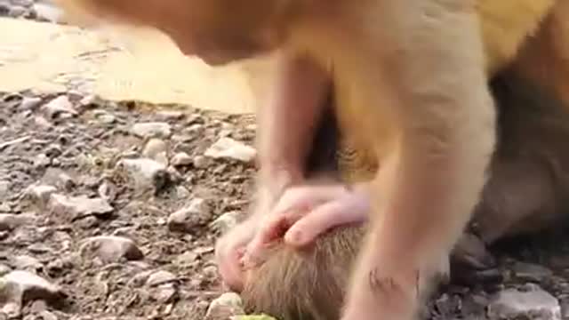 BABY # CUTE MONKEY#