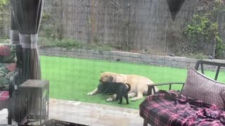 Dog and cat not self isolating