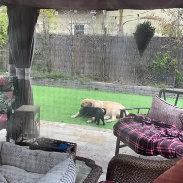 Dog and cat not self isolating