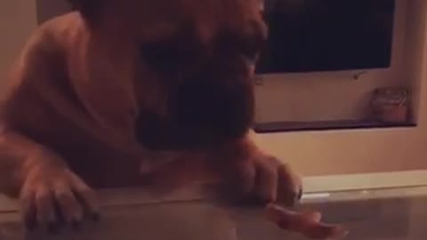 Brown french bulldog reaches for food on glass table